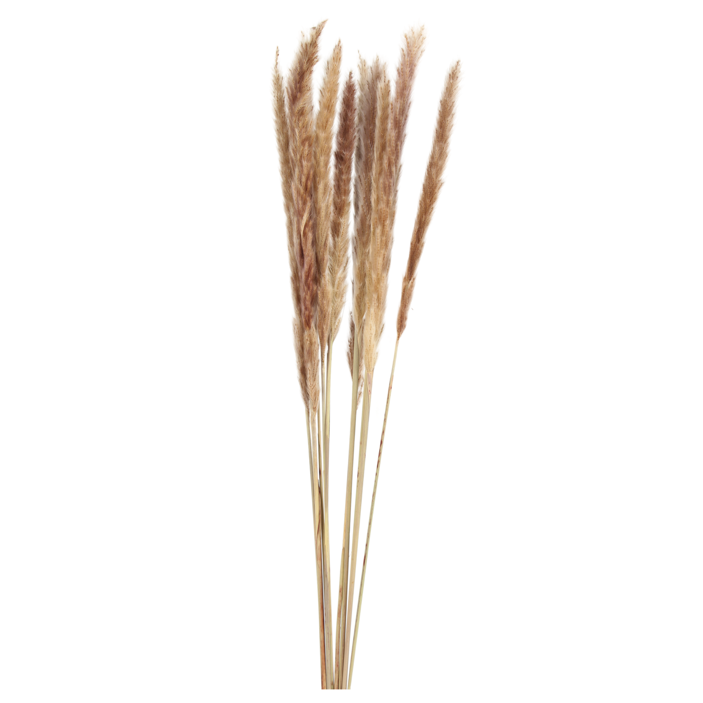 pampas grass small - natural- 10 stem