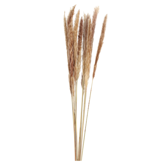 pampas grass small - natural- 10 stem