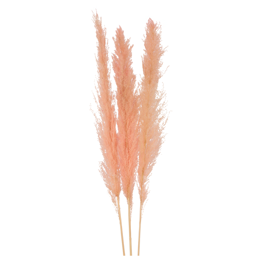 pampas grass - light pink