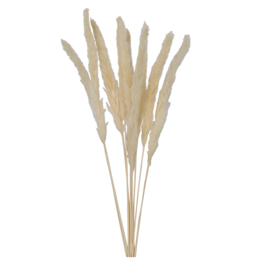 mini pampas grass - bleached