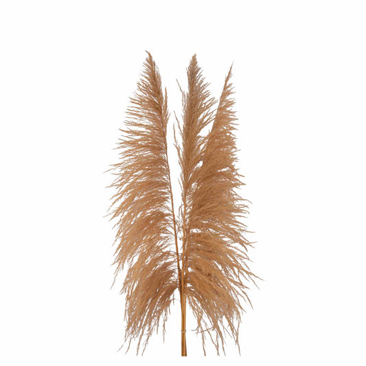 pampas grass sacuara - natural