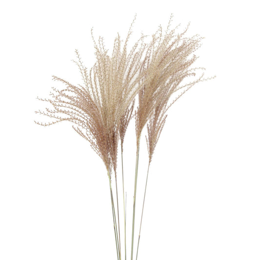 miscanthus - natural - 10 stem