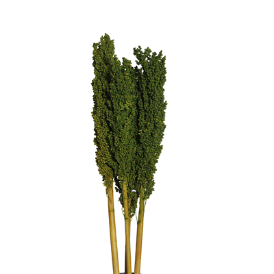 milo - moss green