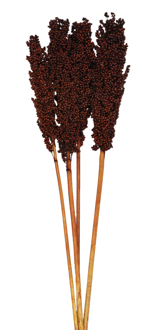 milo (3-4 stem) mahogany