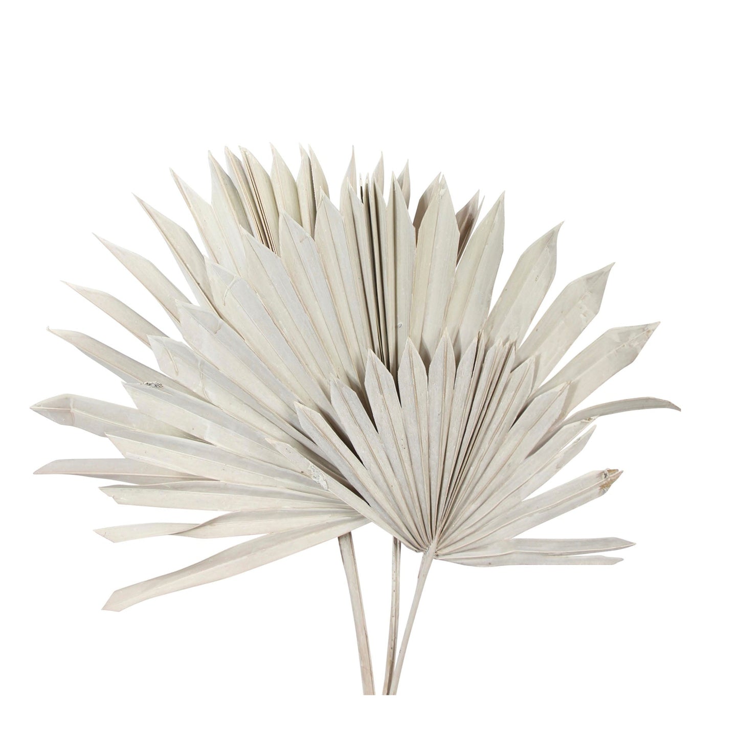 sun cut palm leaves - white wash