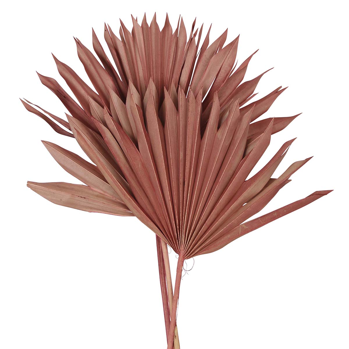 palm leave - sun cut - rose pink