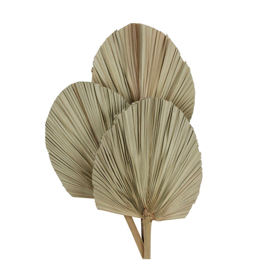 palm leave - jumbo - natural round - 3 pc