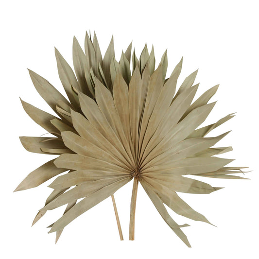 palm leave - sun cut super - natural