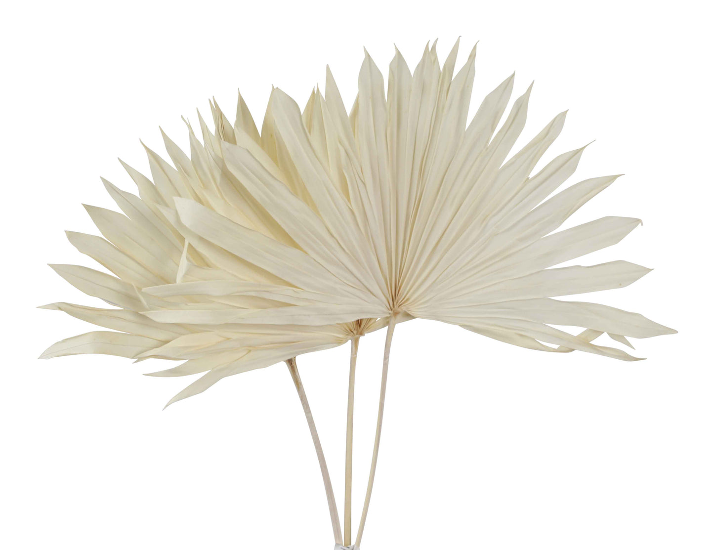 palm leaves - sun cut super - bleached