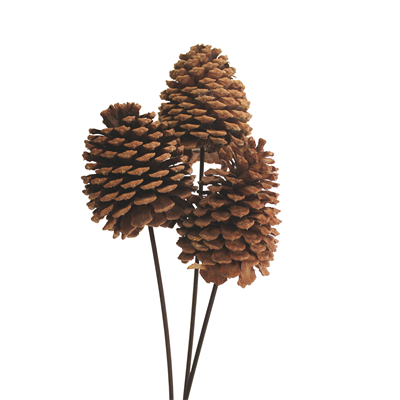 jeffrey pine cones - 3 stem - natural
