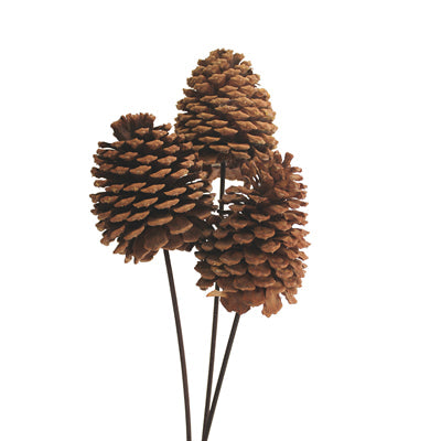 jeffrey pine cones - natural - bulk - 30/case