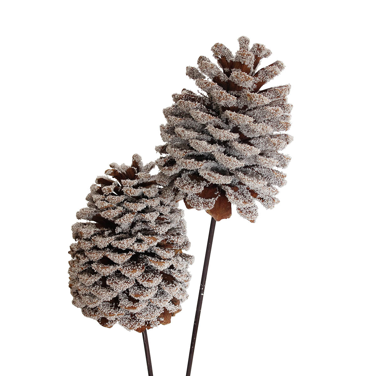 jeffrey pine cones jumbo - snow - bulk - 30/case