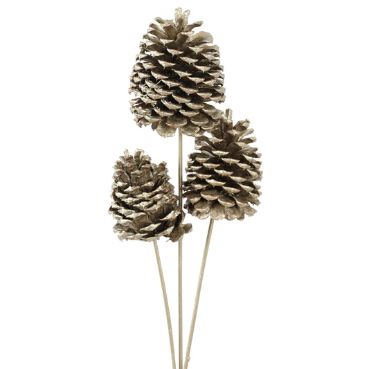 jeffrey pine cones jumbo - champagne metallic - bulk - 30/case