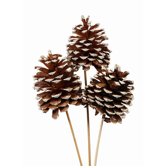jeffrey pine cones jumbo - white tipped - bulk - 30/case