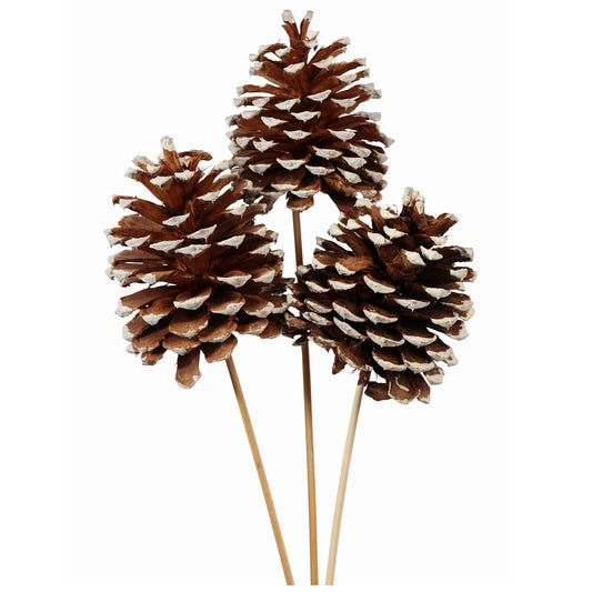 jeffrey pine cones - 3 stem - white tip