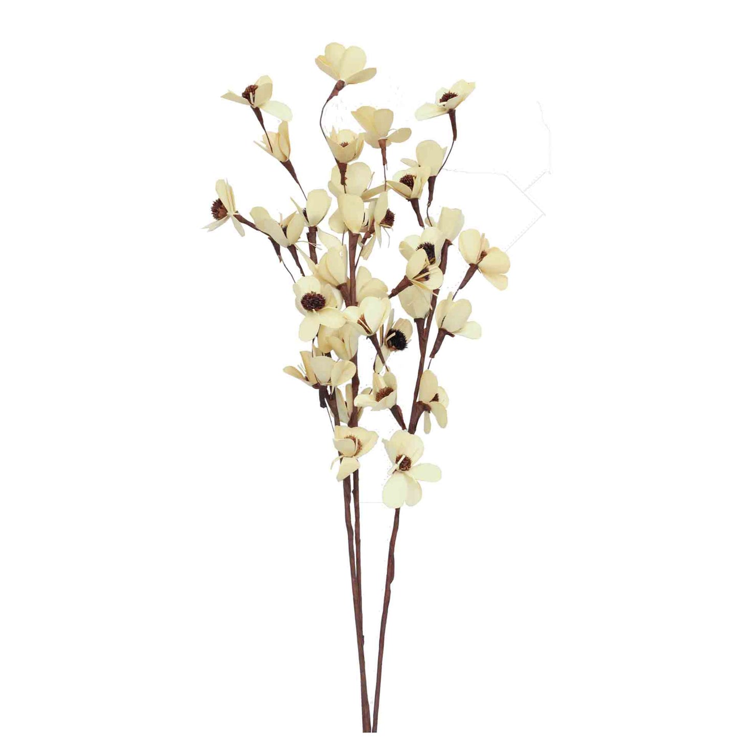 palm flower - bleached