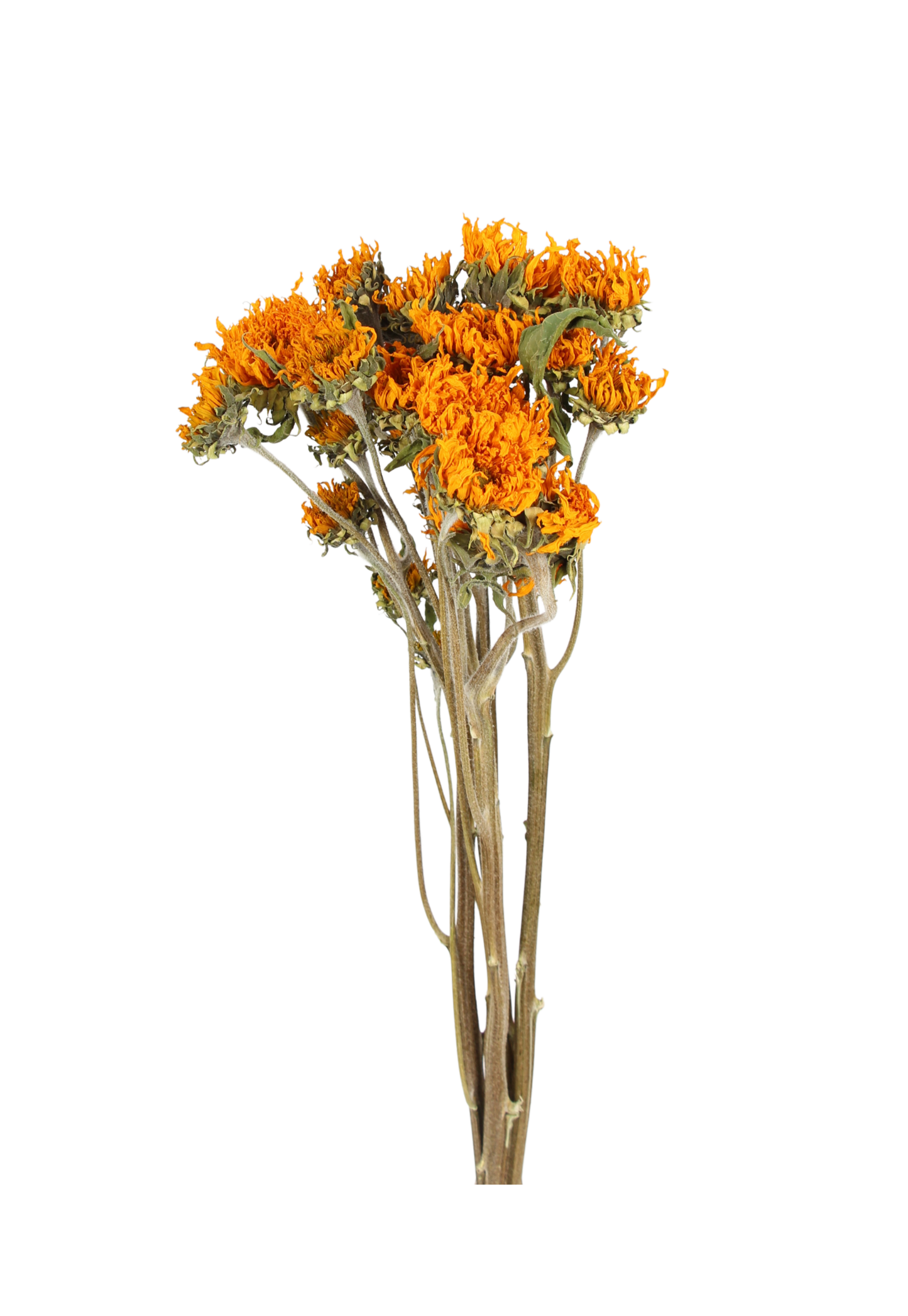 sunflowers - teddy bear