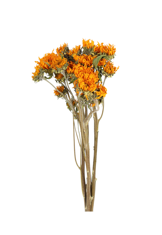 sunflowers - teddy bear