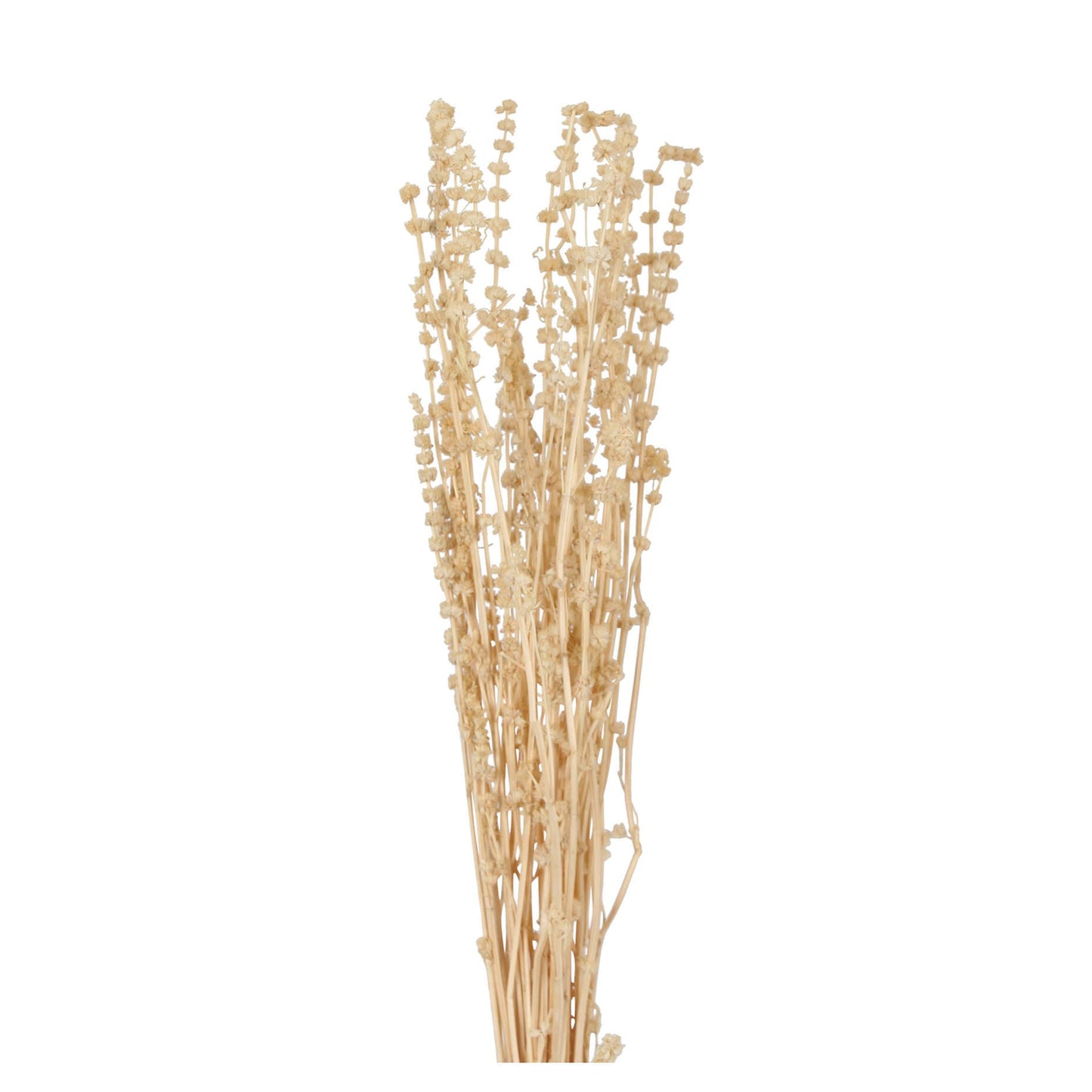 monarda branch - bleached