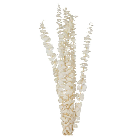 preserved eucalyptus - bleached