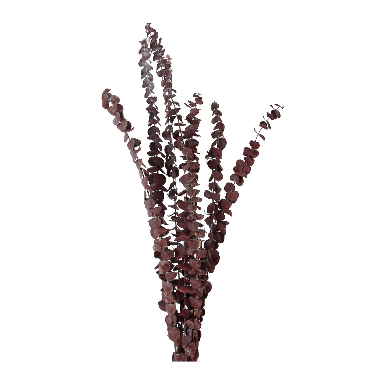 preserved eucalyptus - plum