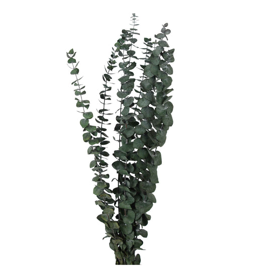 preserved eucalyptus - green