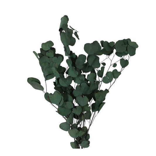 preserved silver dollar eucalyptus - green