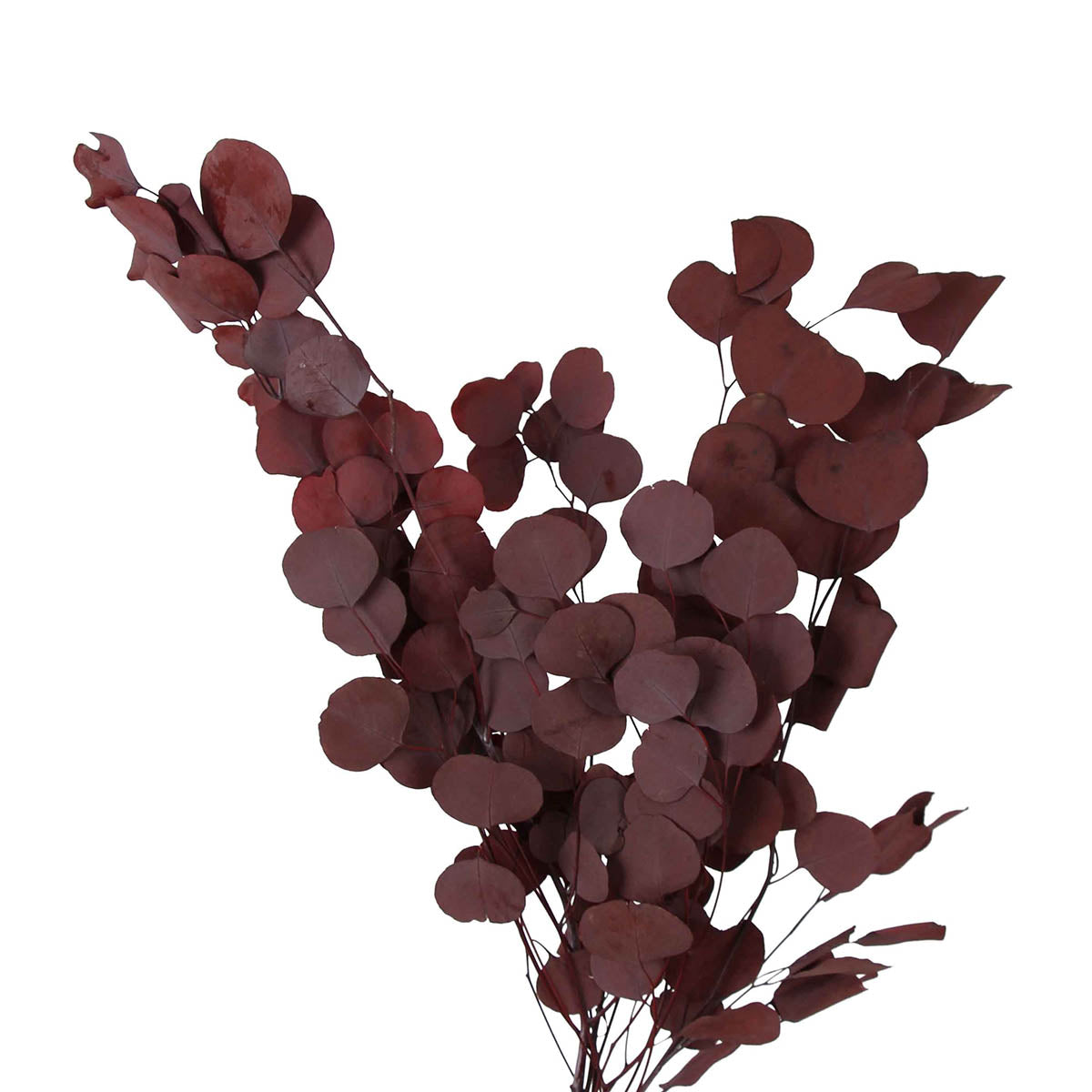 preserved silver dollar eucalyptus - plum