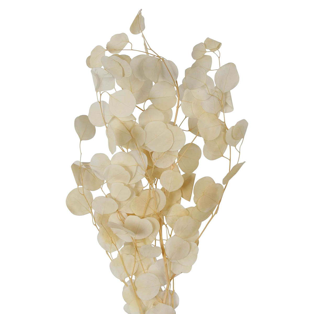 preserved silver dollar eucalyptus - bleached