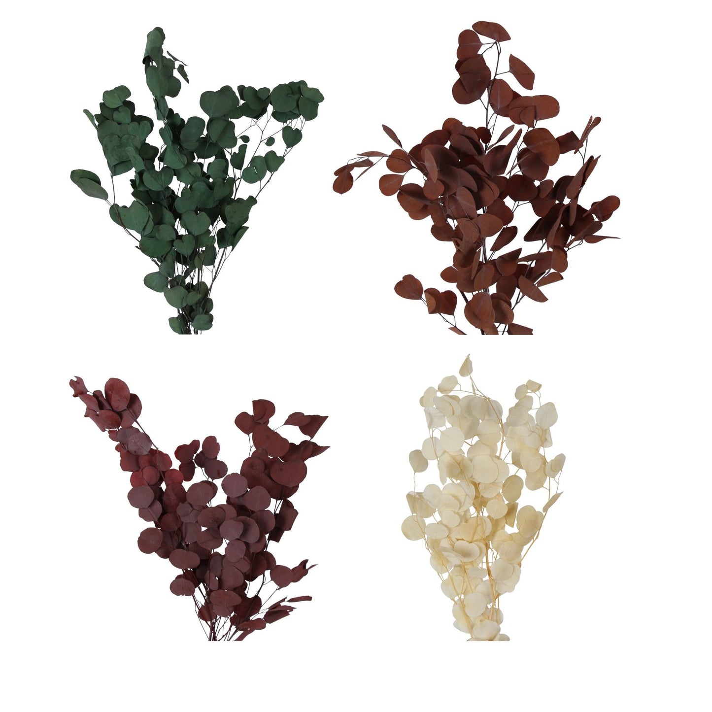 preserved silver dollar eucalyptus - assorted case