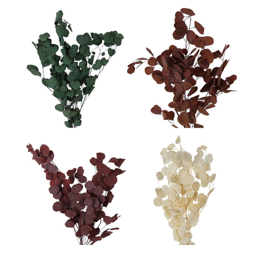 preserved silver dollar eucalyptus - assorted case