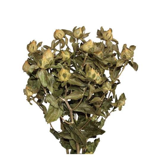 carthemus - natural green