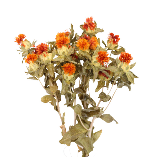 carthemus - natural orange