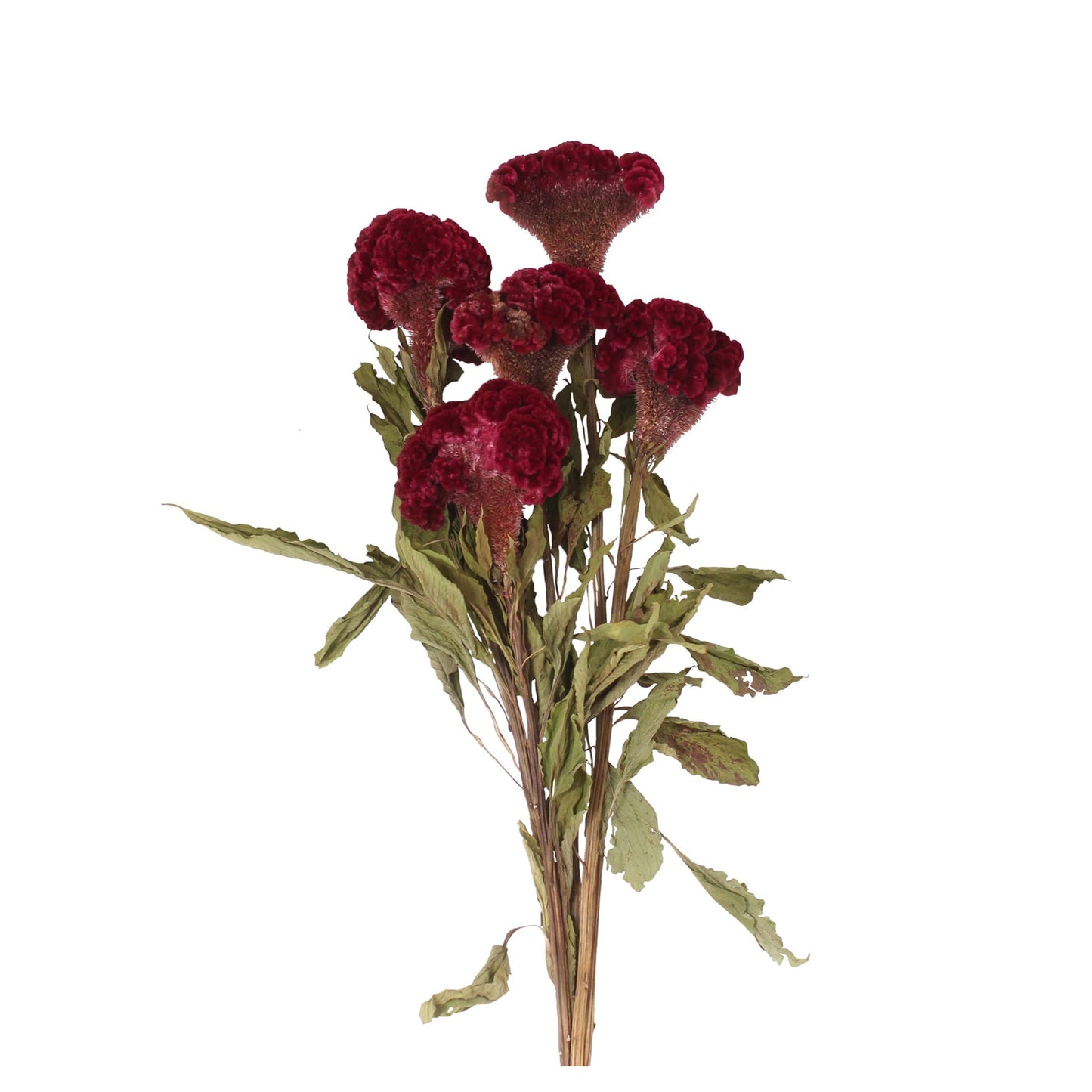 celosia - natural burgundy