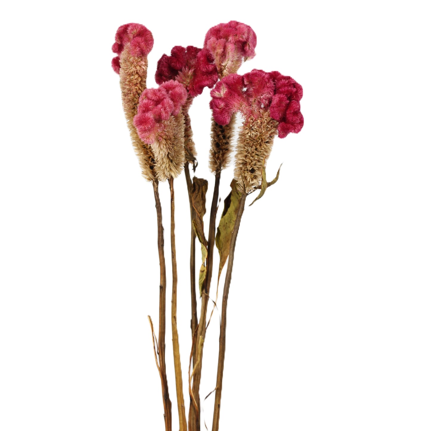 celosia - pink