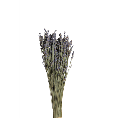 lavender - natural