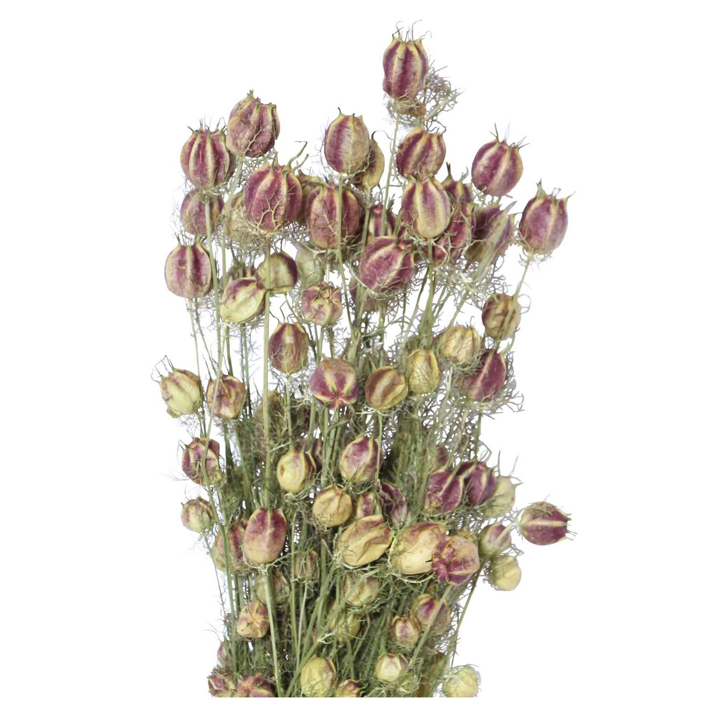 nigella love in the mist - natural