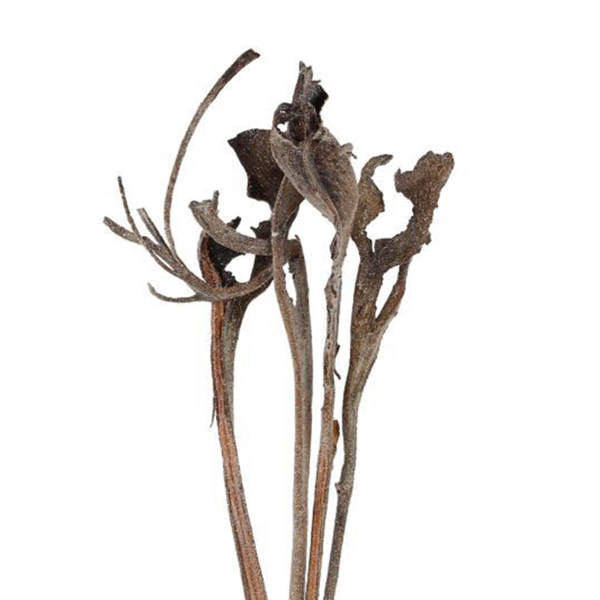 natraj - 3-5 stem - frosted