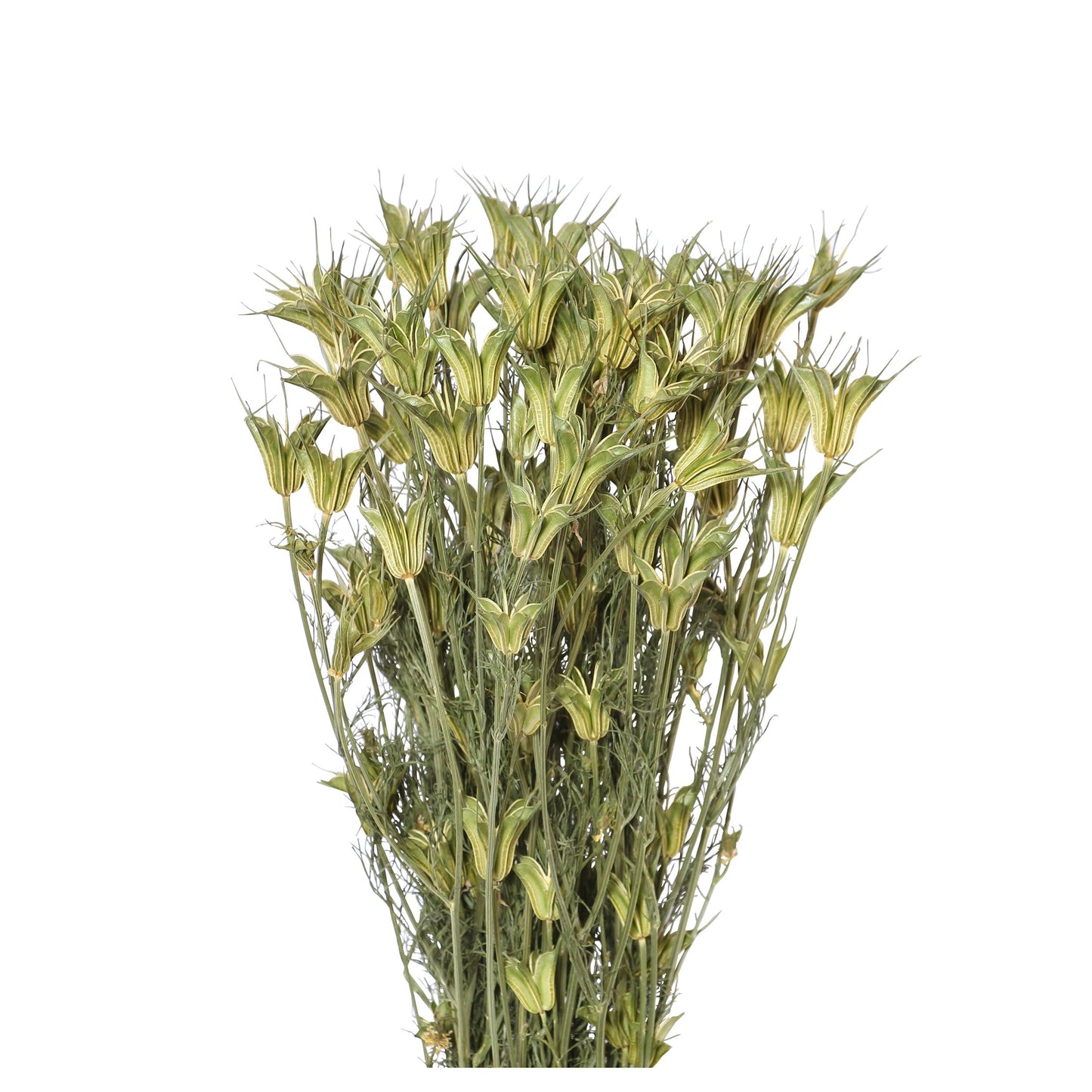 nigella orientalis - natural