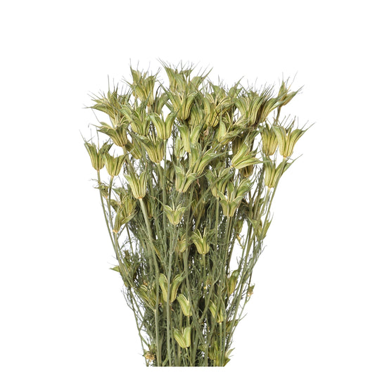 nigella orientalis - natural