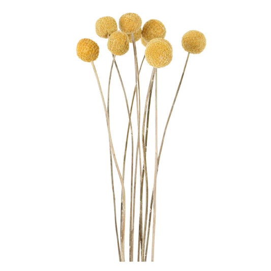 craspedia - natural yellow