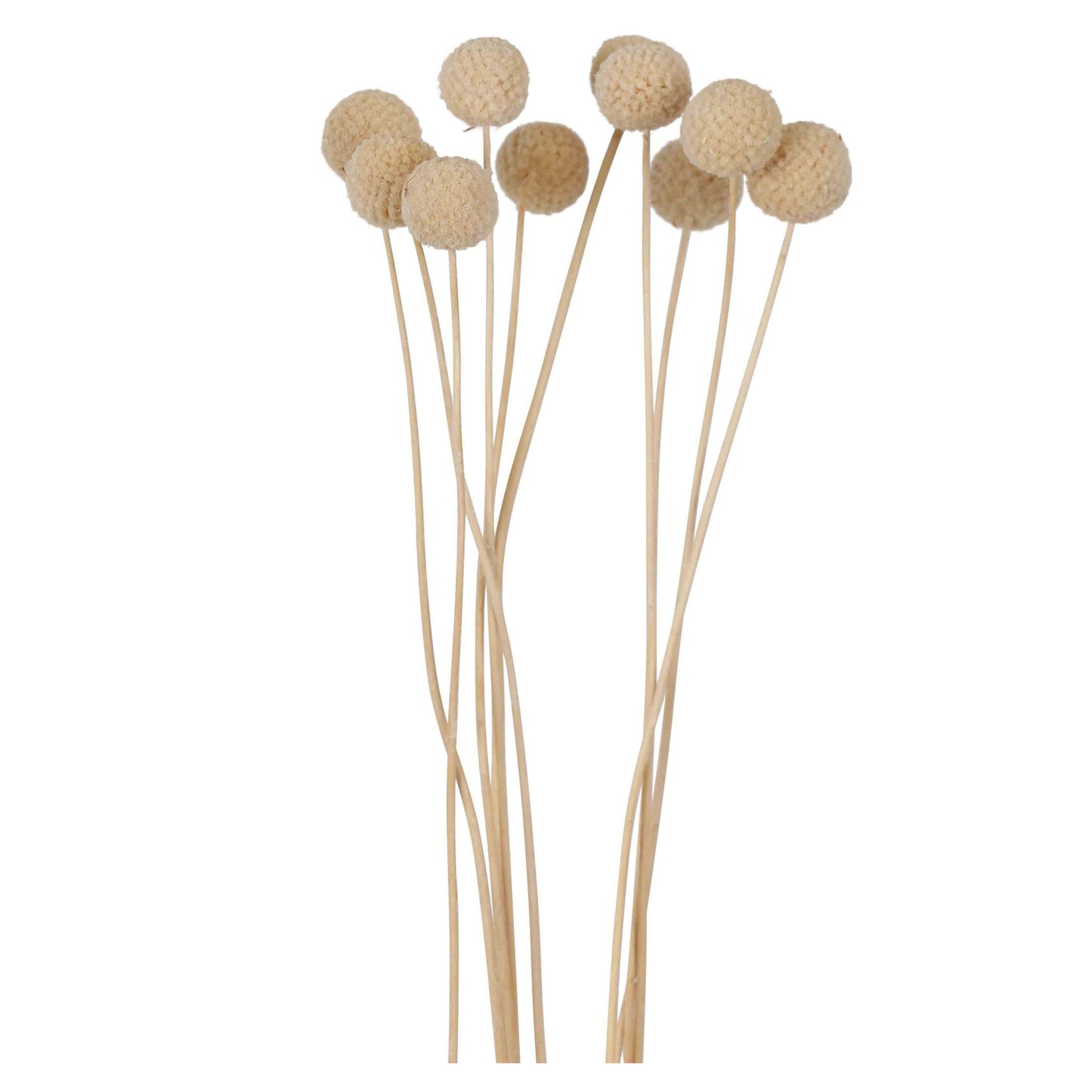 craspedia - bleached