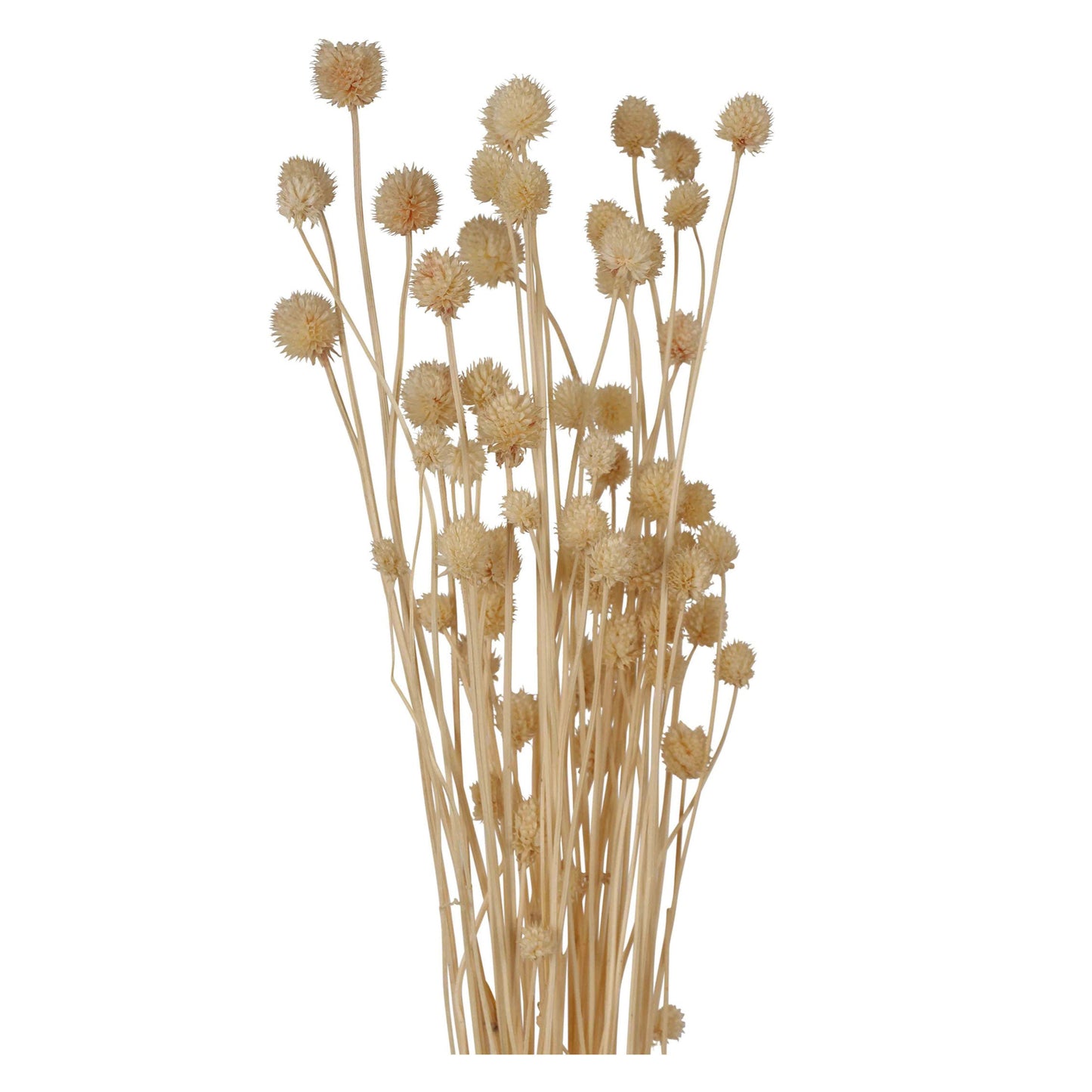 asper - bleached - 2 oz