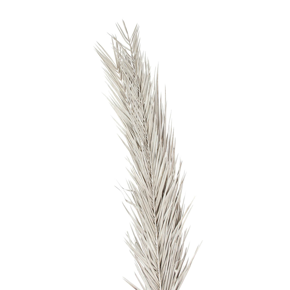 khejur leaves 100 cm- white wash - 5 pieces