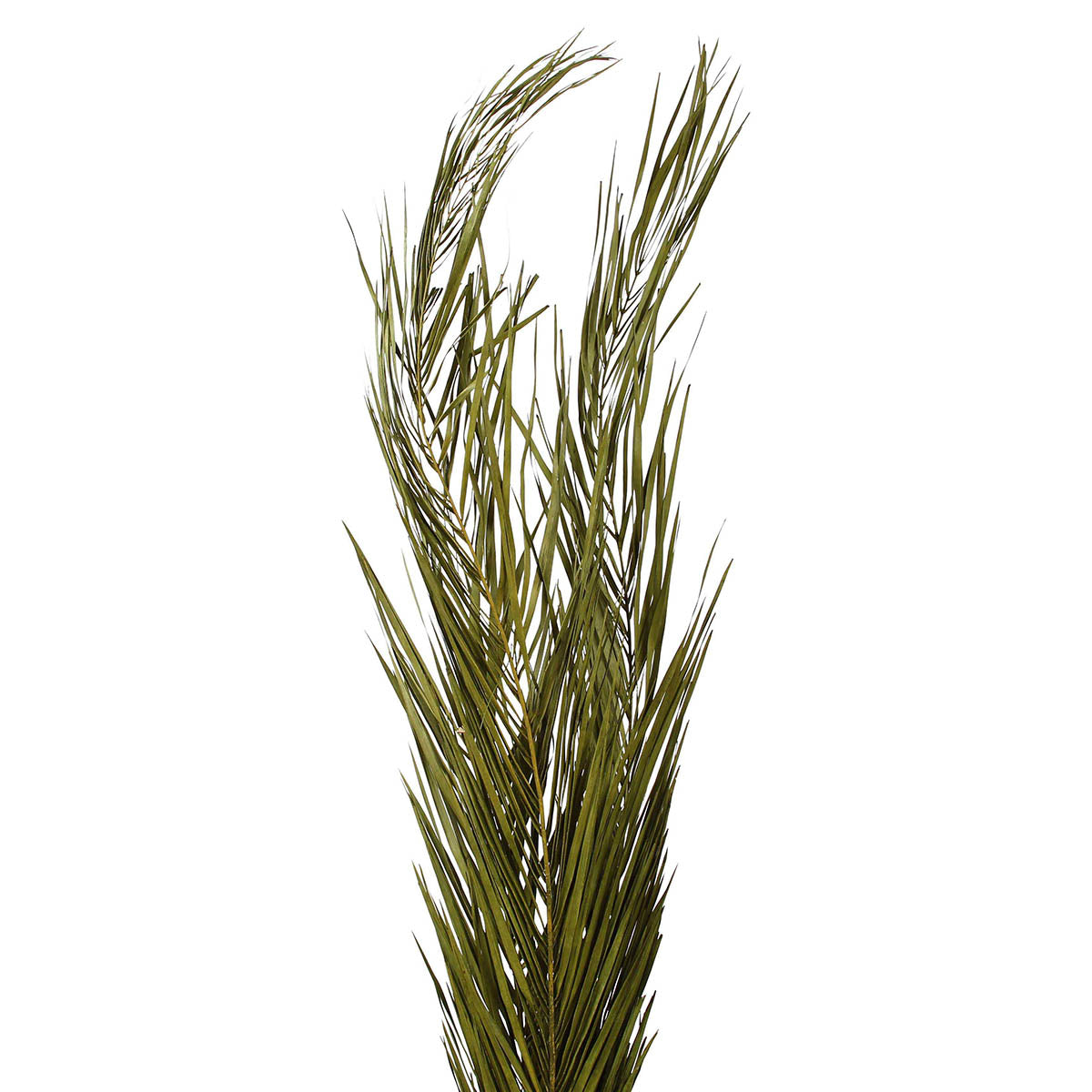 khejur leaves - moss green