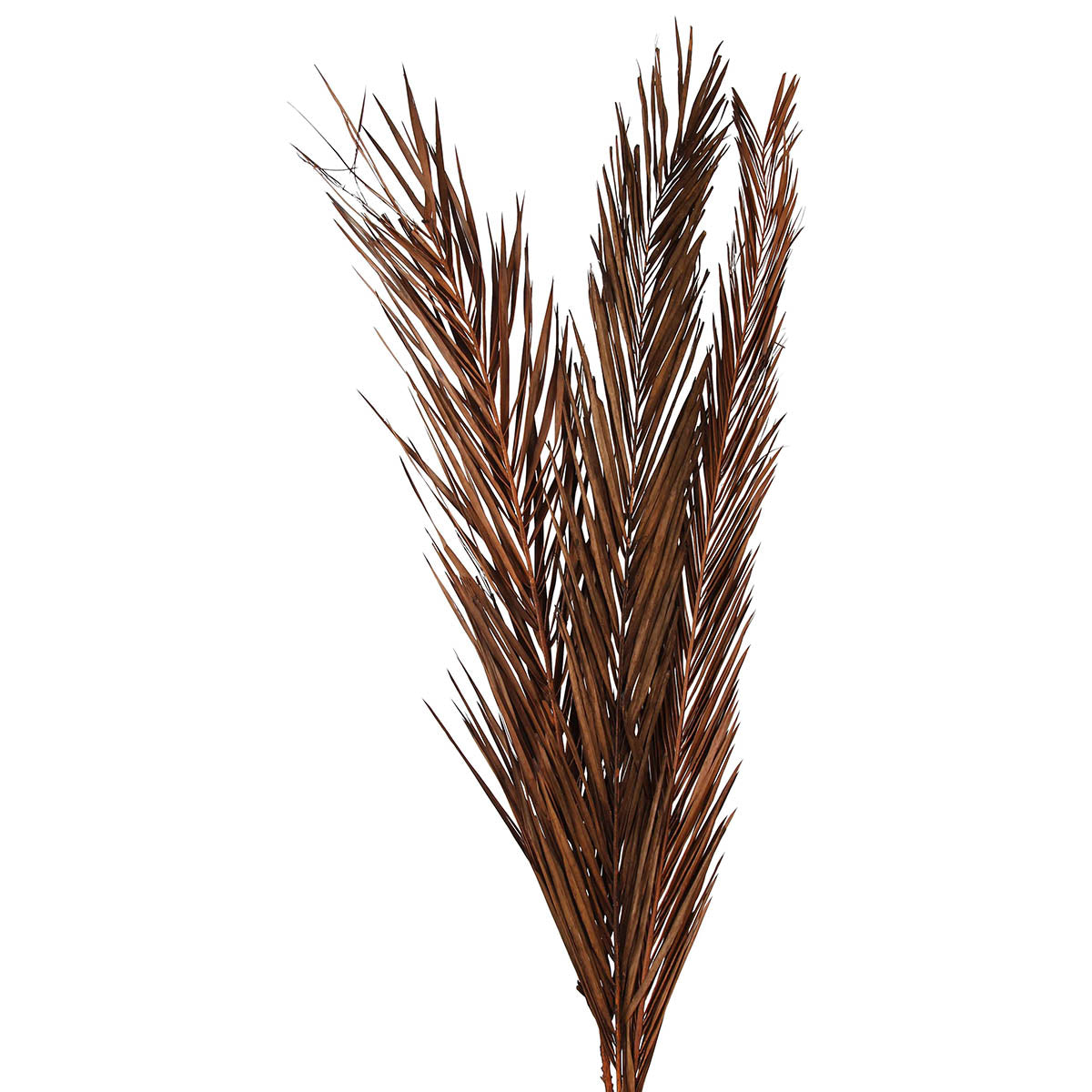 khejur leaves 100 cm- mahogany - 5 pieces