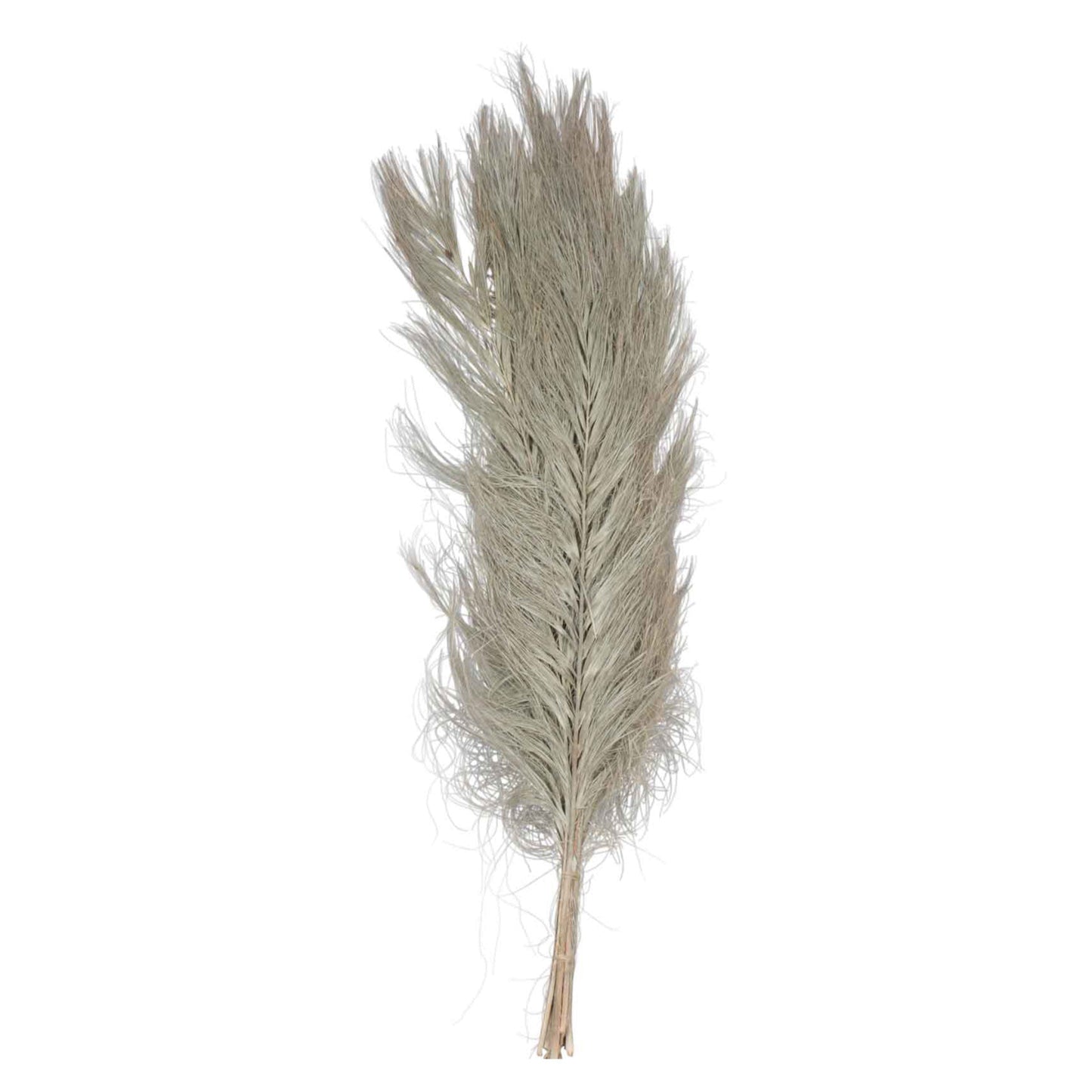 khejur feather 80 cm - natural - 5 pieces