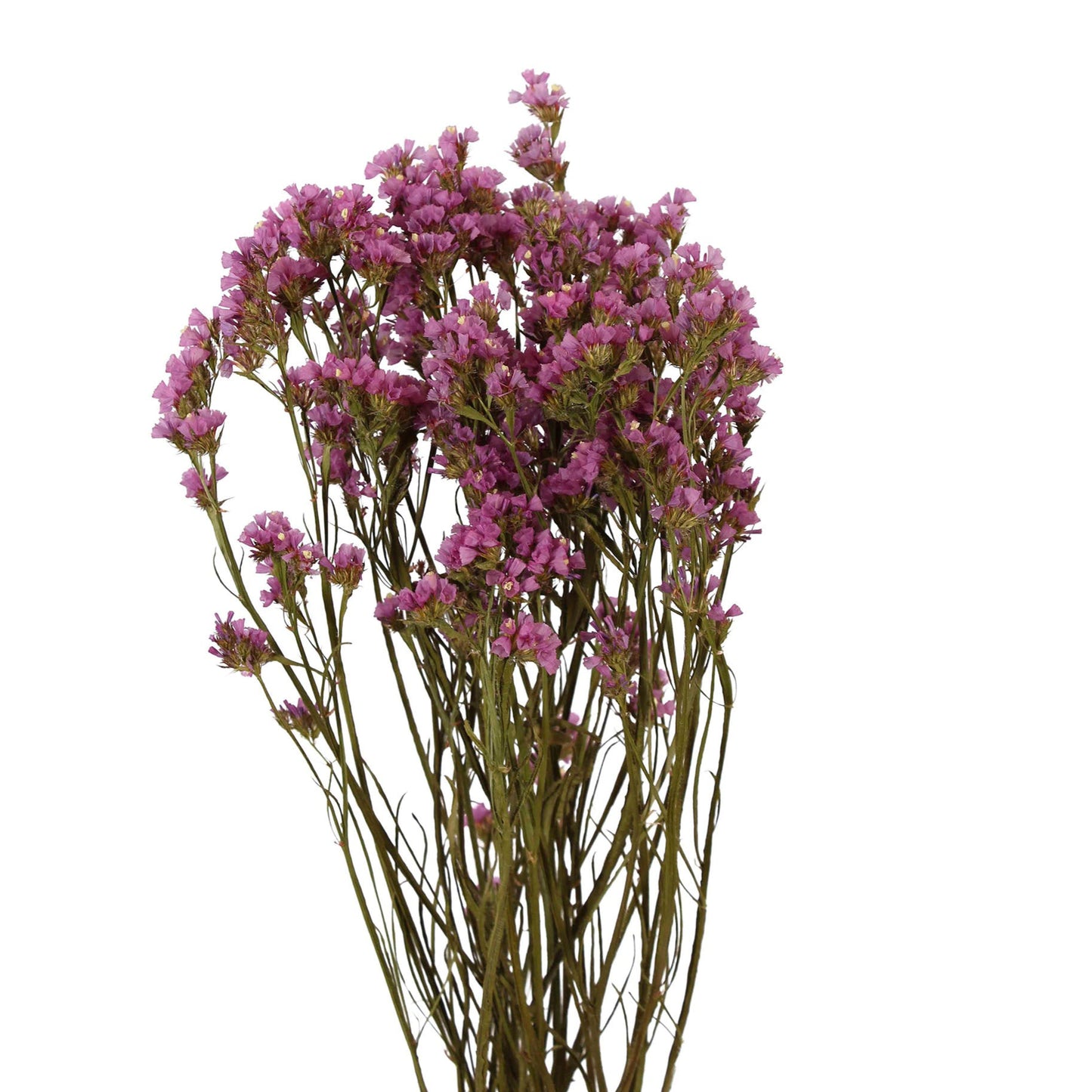 statice - pink - bunch