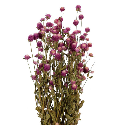 globe amaranth - pink