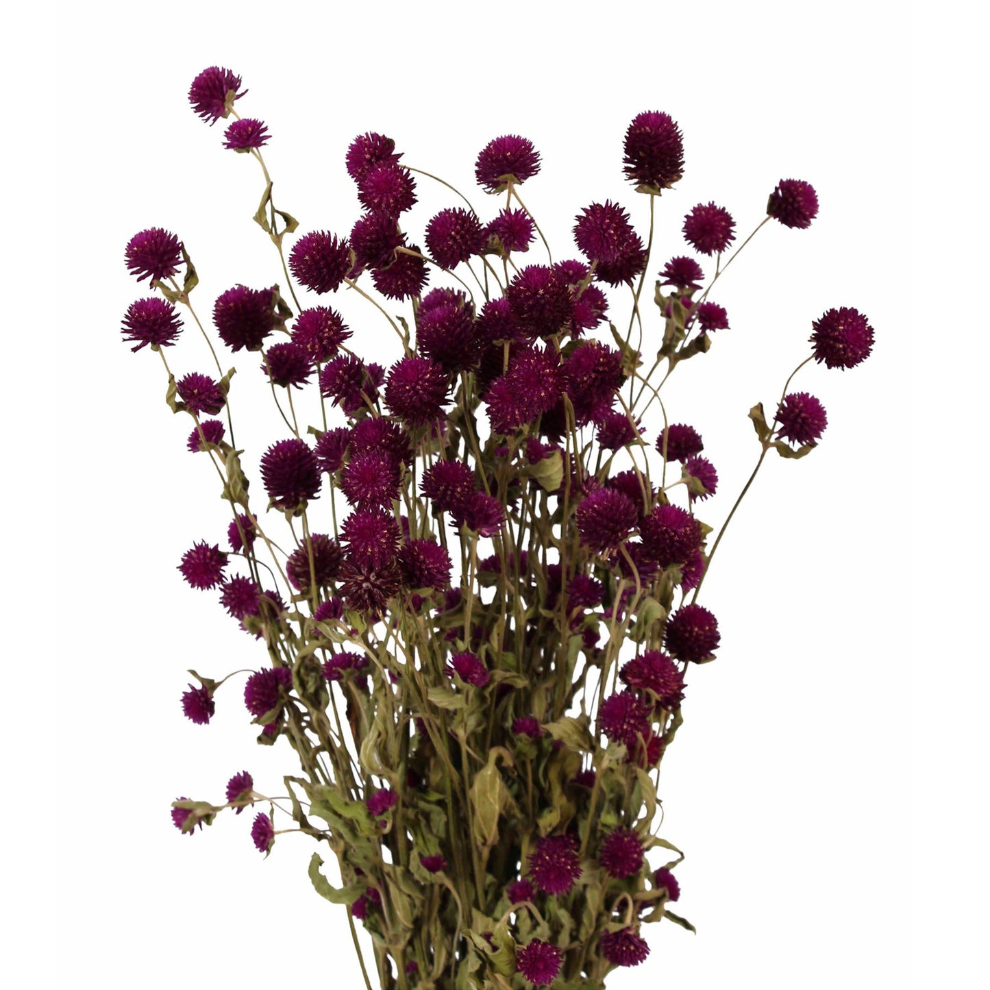 globe amaranth - purple